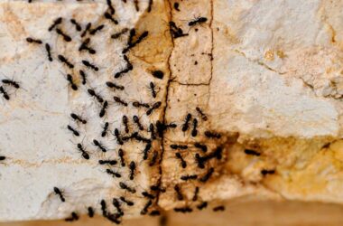 Pet safe ways to get rid of ants