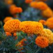 Snake repellent plants