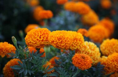 Snake repellent plants