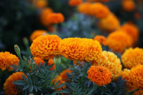Snake repellent plants