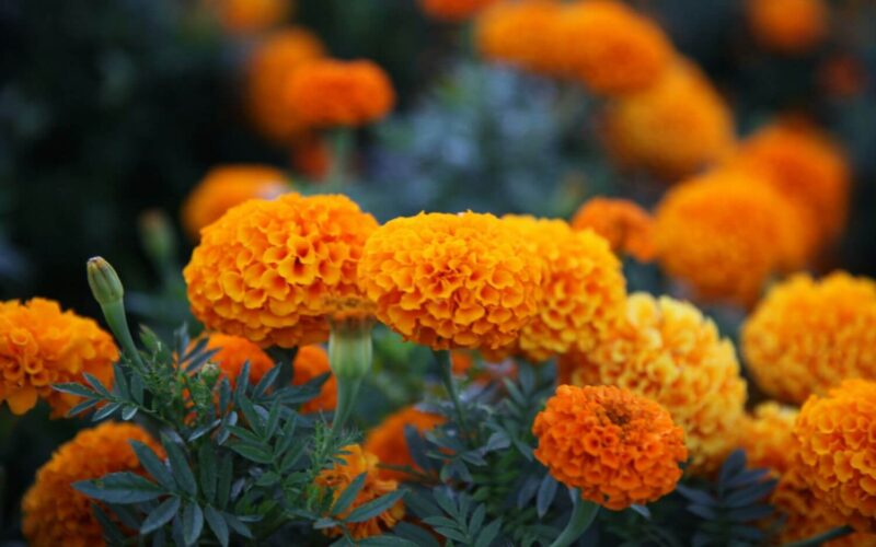 Snake repellent plants