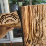 Termite treatment cost