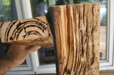 Termite treatment cost