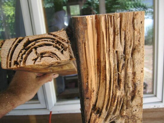 Termite treatment cost