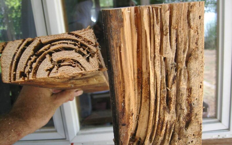 Termite treatment cost