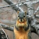 Best squirrel repellents