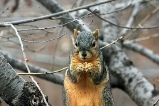 Best squirrel repellents