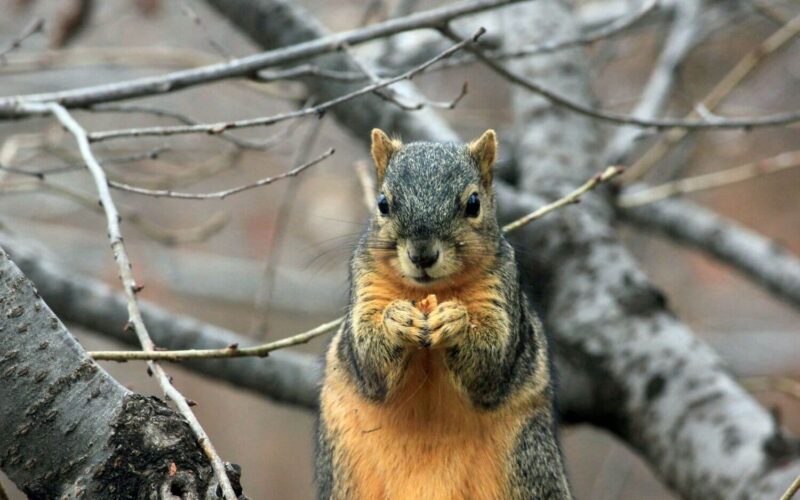 Best squirrel repellents