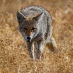 The best coyote repellents and deterrents