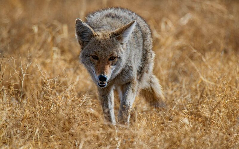 The best coyote repellents and deterrents