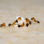 Types Of Ants In Your Home 10 Types Of Ants In Your Home (Identification Guide)
