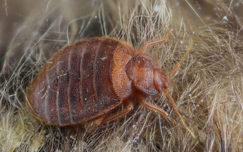 Types of bed bugs