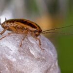 What attracts roaches?