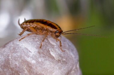 What attracts roaches?