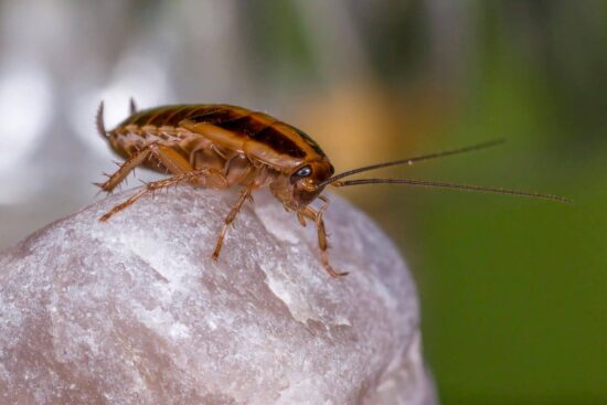 What attracts roaches?