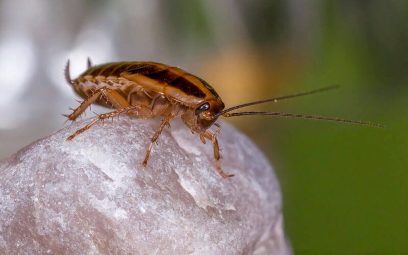 What attracts roaches?