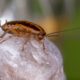 What attracts roaches?