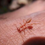 What do ant bites look like