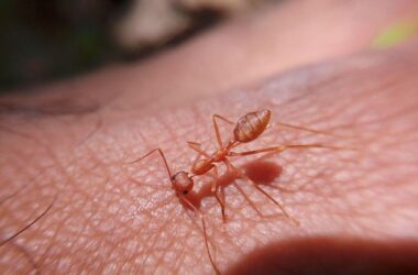 What do ant bites look like