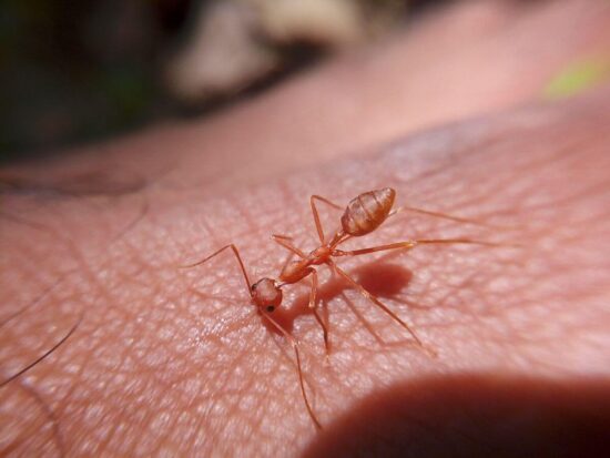 What do ant bites look like