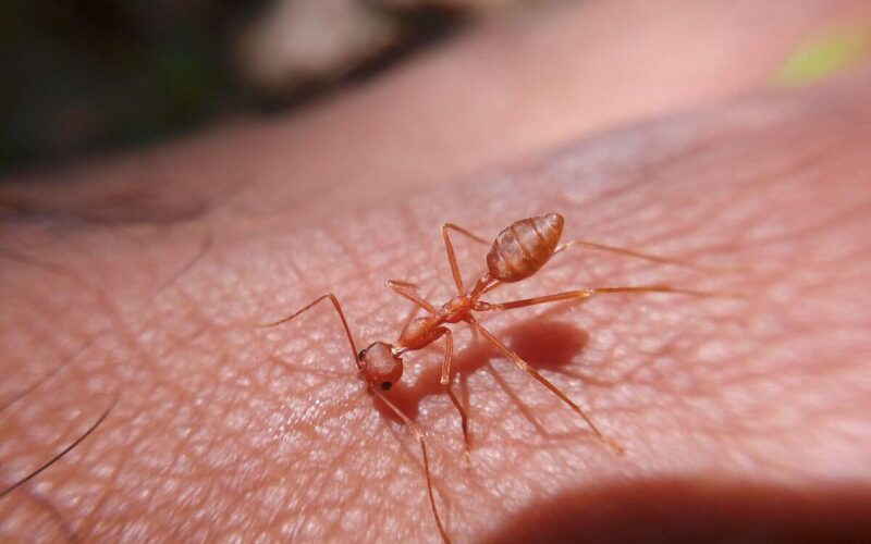 What do ant bites look like