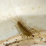 What do centipedes eat