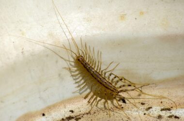 What do centipedes eat