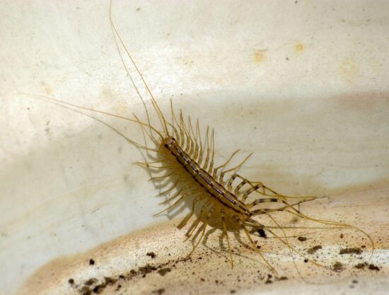 What do centipedes eat