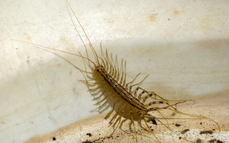 What do centipedes eat