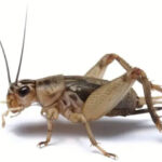 What do crickets eat