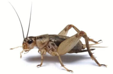 What do crickets eat