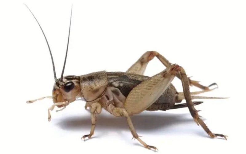 What do crickets eat