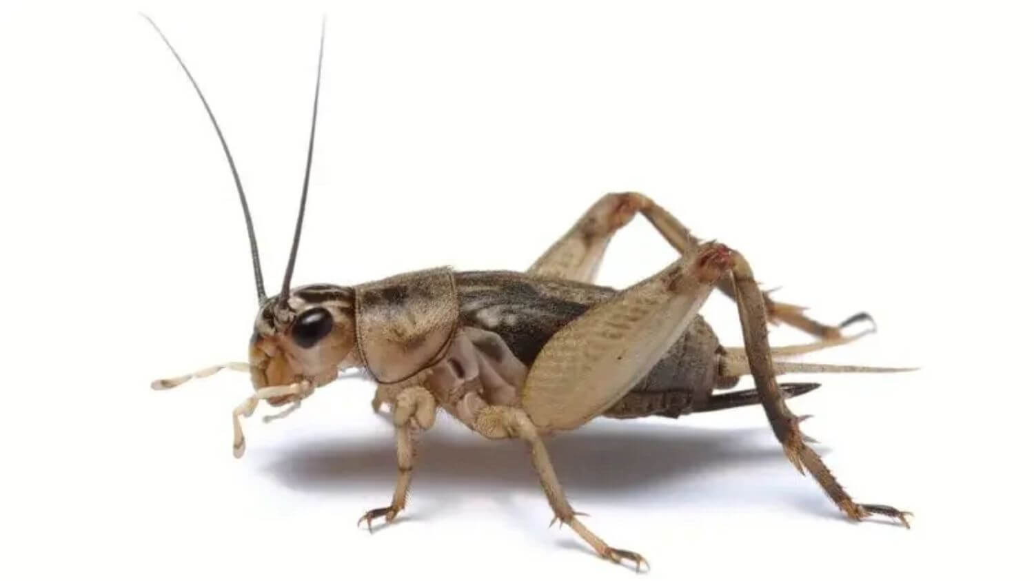 What do crickets eat