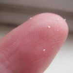 What do flea eggs look like