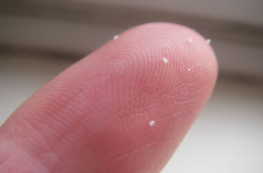 What do flea eggs look like