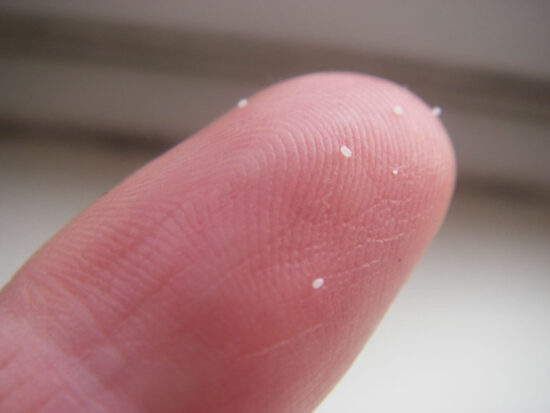 What do flea eggs look like
