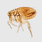 What do fleas eat?