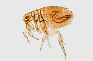 What do fleas eat?