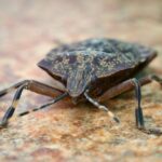 What do stink bugs smell like