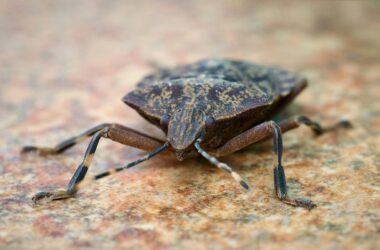 What do stink bugs smell like