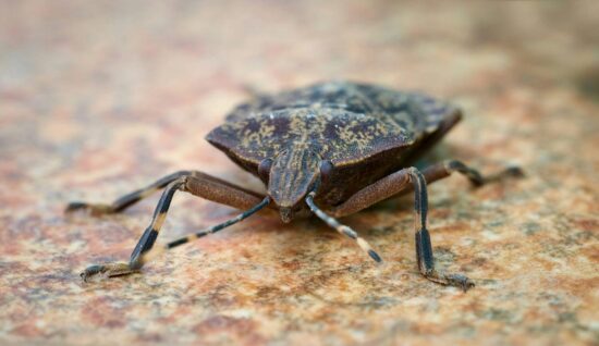 What do stink bugs smell like
