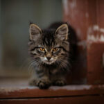 What smells do cats hate