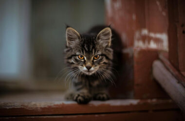 What smells do cats hate