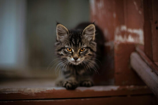 What smells do cats hate