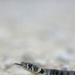 Snake reacting to a smell it hates