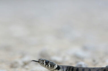Snake reacting to a smell it hates