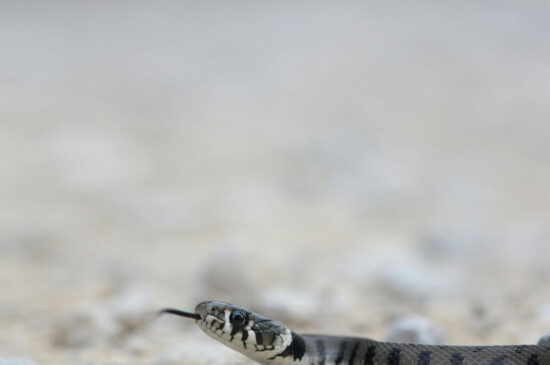 Snake reacting to a smell it hates