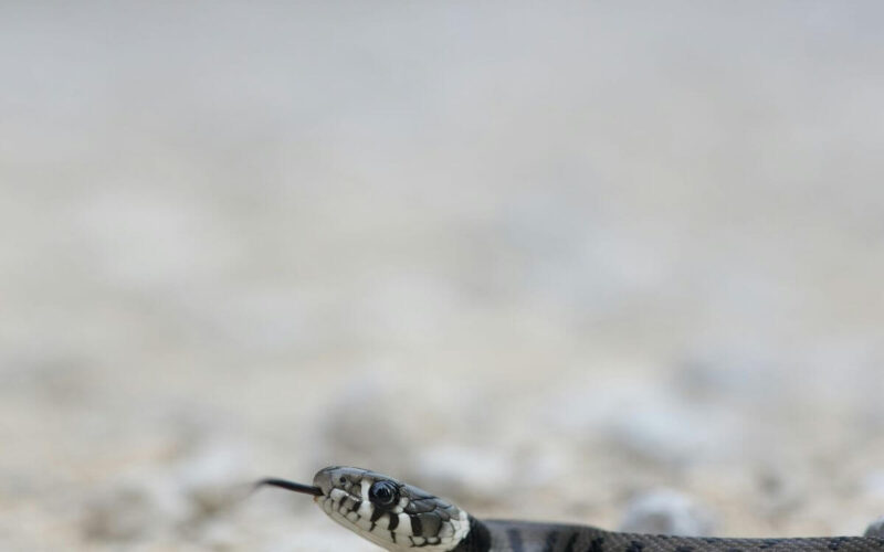 Snake reacting to a smell it hates