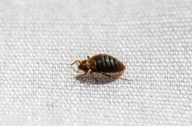 What temperature kills bed bugs