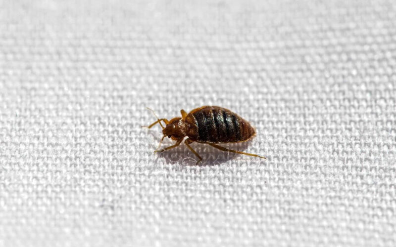 What temperature kills bed bugs